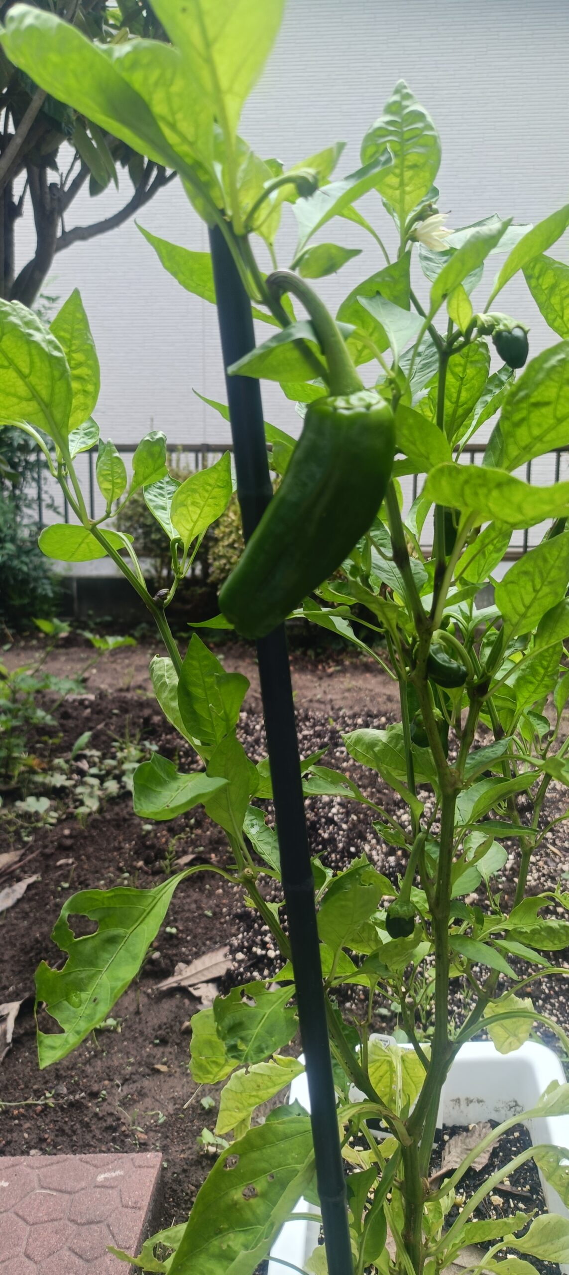 ピーマンの花と小さな実