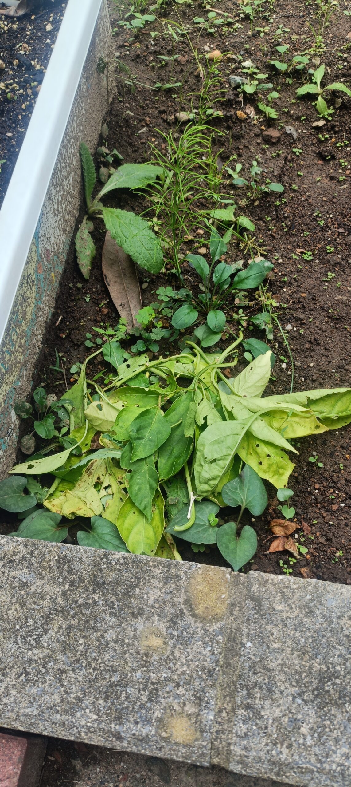 摘み取った黄色いピーマンの下葉