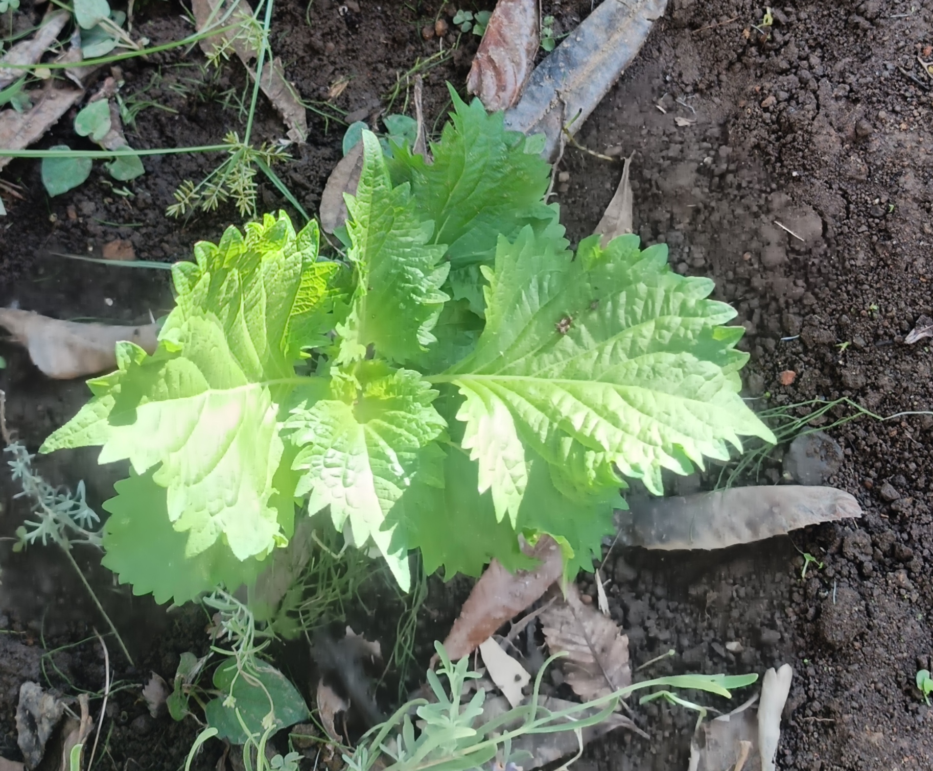 雑草の下から顔を出した元気な大葉