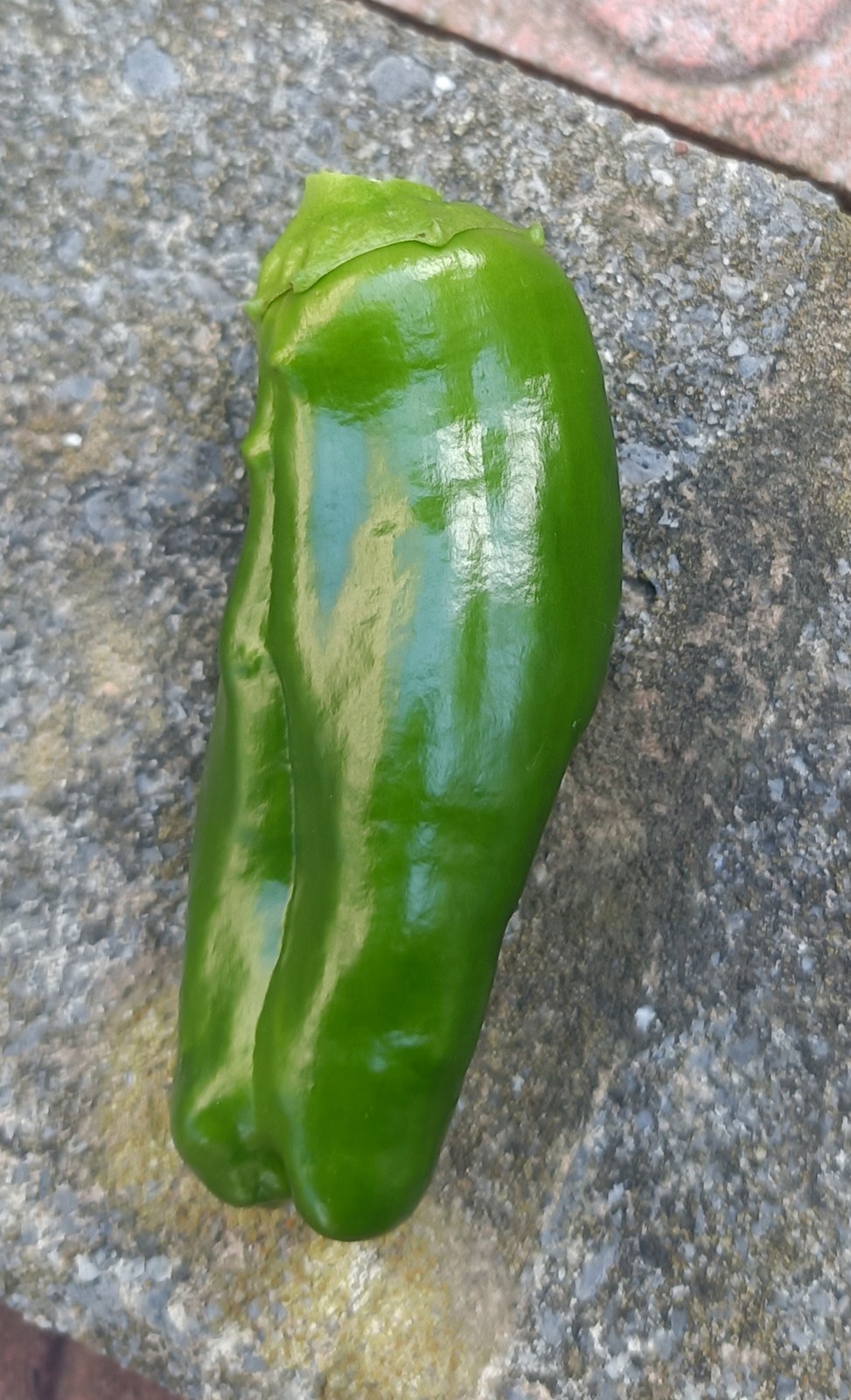 収穫した大きなピーマン